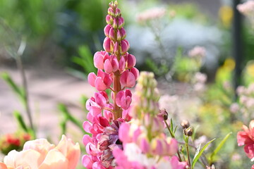 pink and white flowers