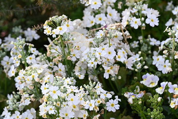 white flowers in spring