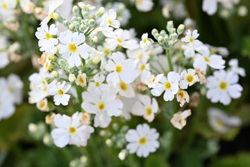 White flowers