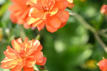 red and yellow flower