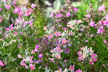 Fototapeta premium pink flowers in the garden