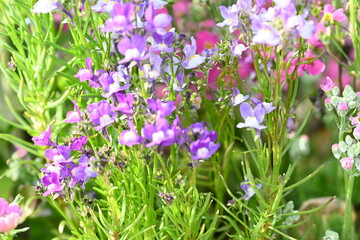 purple and white flowers