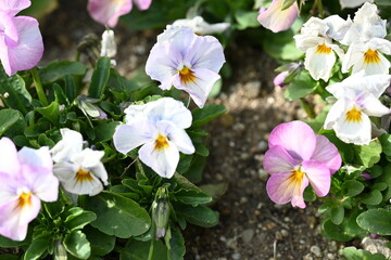 pink and white flowers