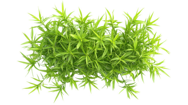 fresh crabgrass isolated on transparent background Generative Ai