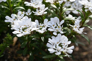 white flowers