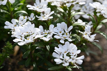 white flowers in the garden