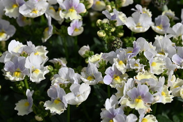white flowers in the garden
