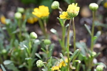 yellow spring flowers