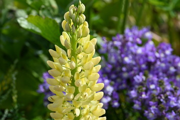 blue and yellow flowers
