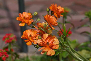 Orange flowers 