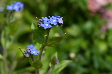 forget me not