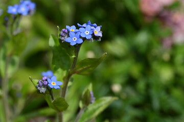Wild blue flowers 