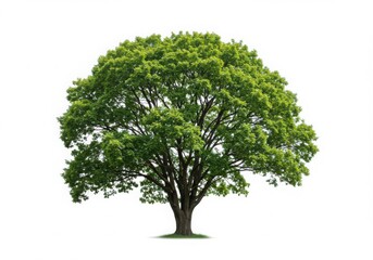 Fototapeta premium tree isolated on white background