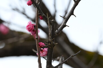 Blooming Japanese plum blossom with great pink color