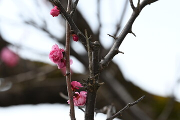 Blooming Japanese plum blossom with great pink color
