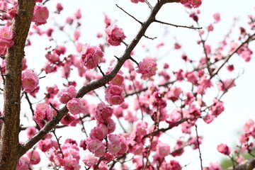 Blooming Japanese plum blossom with great pink color