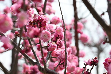Blooming Japanese plum blossom with great pink color
