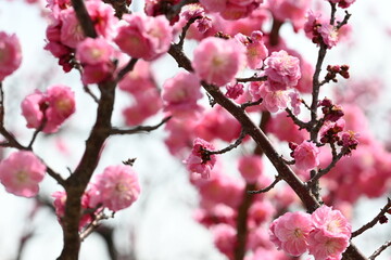 Blooming Japanese plum blossom with great pink color