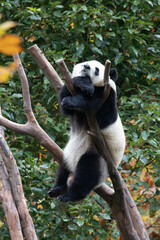 Funny Pose of Little Panda Sleeping on the Tree, Wolong Panda Base, China