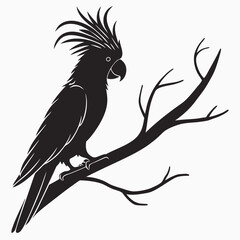 cockatoo silhouette black vector