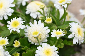 White flowers in a garden