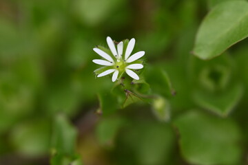 white flower in a garden
