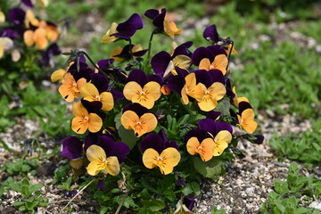 flowers in the garden