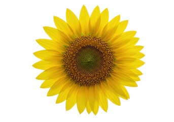 Fototapeta premium sunflower isolated on white background