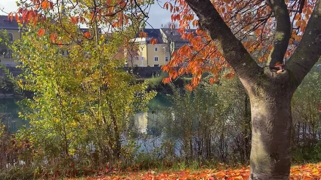 Autumn in the Austrian medieval ancient Carinthian town of Villach, red and yellow leaves lie on the river embankment