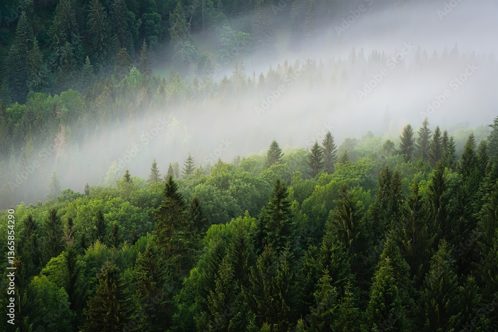 Poster a dense forest with trees of various types, some of which are coniferous. The view is from above, looking down into the forest, and there is a layer of mist or fog partially obscuring the scene, creat