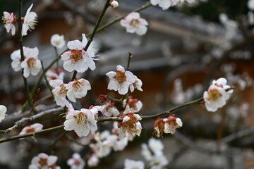 cherry tree blossom