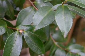 green leaves