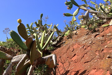 prickly pear cactus plant at Tenerife, Canary Islands, Spain