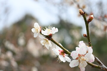 cherry tree blossom