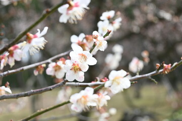 pink cherry blossom