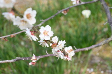 blooming cherry tree