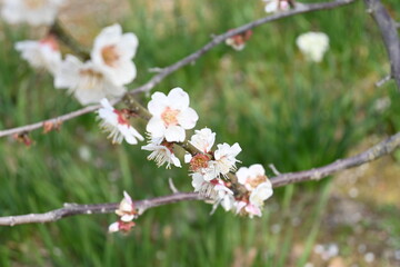 cherry tree blossom