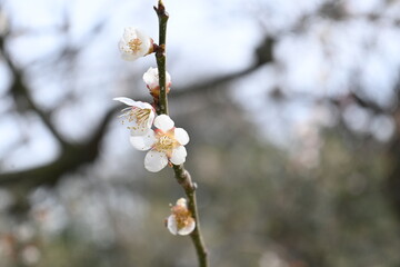 White cherry blossoms 