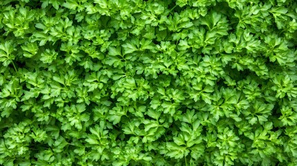 Lush Green Parsley Leaves Background Texture