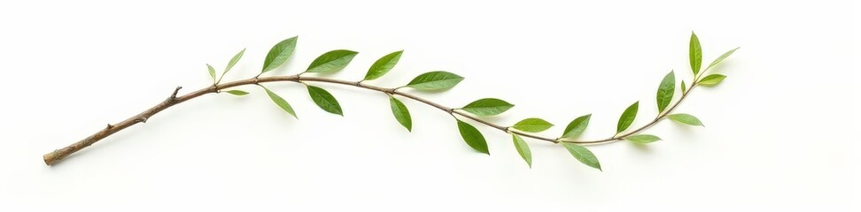 Fototapeta premium Long curved branch with leaves isolated on white background, abstract, minimalist