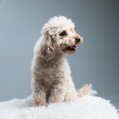 White miniature poodle on a light background. Studio shot of a dog. Maltipoo