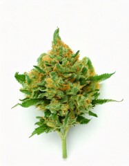 Several isolated cannabis buds centered on a white background, captured from a top-down view, showcasing their texture and natural details.