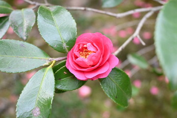 Obraz premium red flower in garden