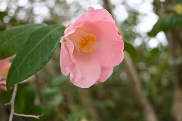 Obraz premium pink flower 