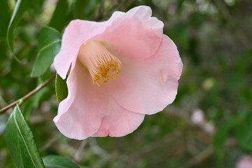 pink flower