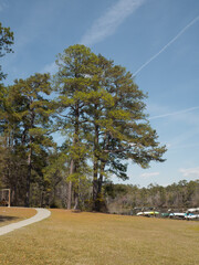 Tall trees by walking path and canoes