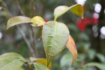 leaves of a tree
