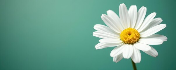 Single Marguerite daisy, vibrant white petals, isolated , texture, marguerite daisy, white