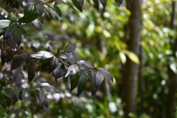 jungle