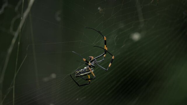 Red-legged Golden Orb-web Spider, orb-weaver spider or red-legged nephila (Trichonephila inaurata or Nephila inaurata) weaving her nest, Greater Kruger National Park. Limpopo Province, South Africa.